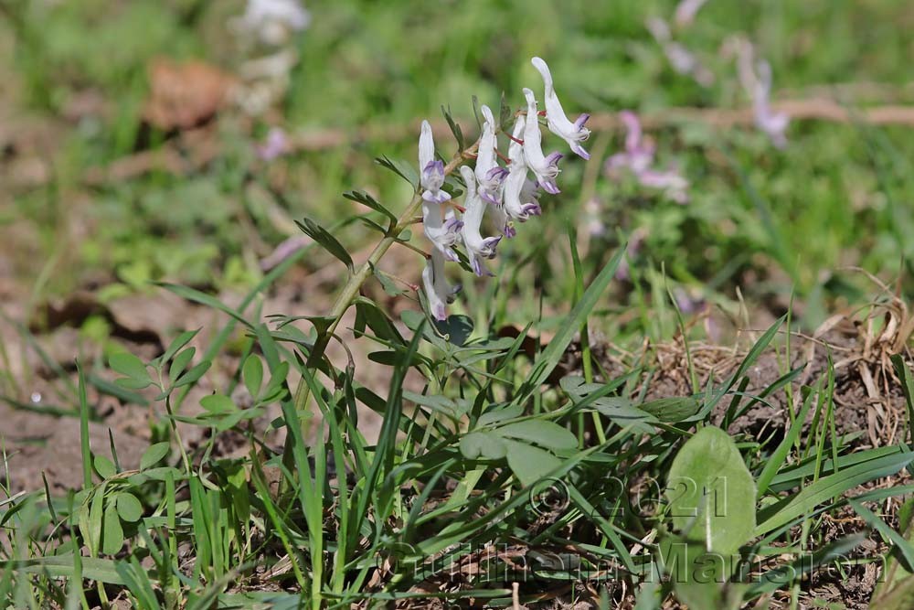 Corydalis solida