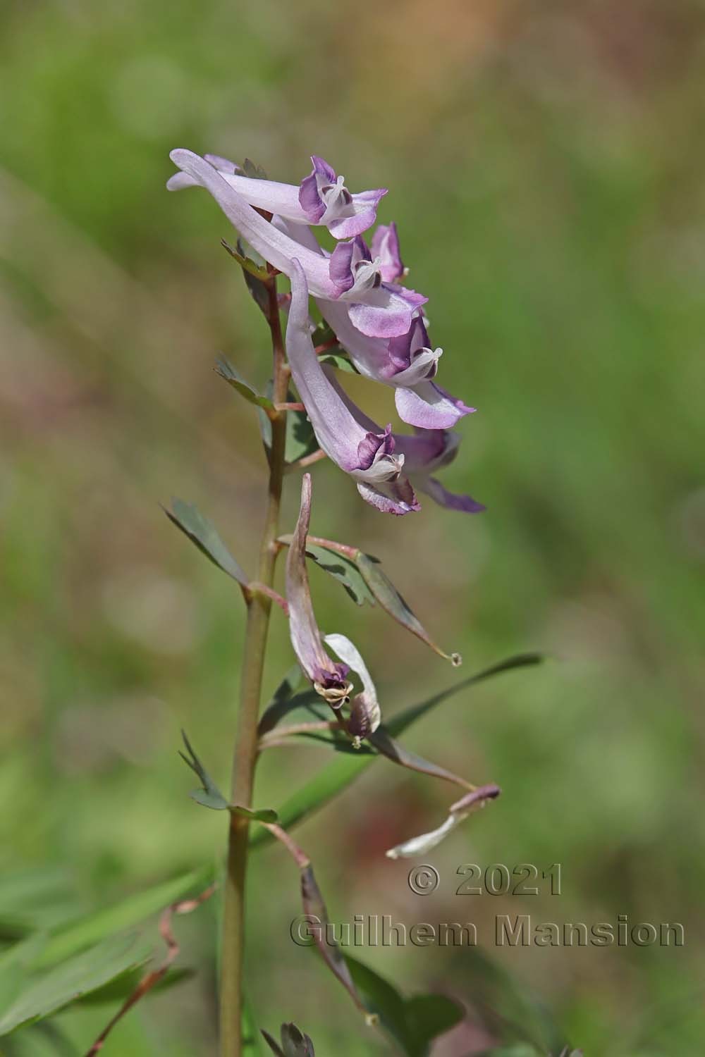 Corydalis solida