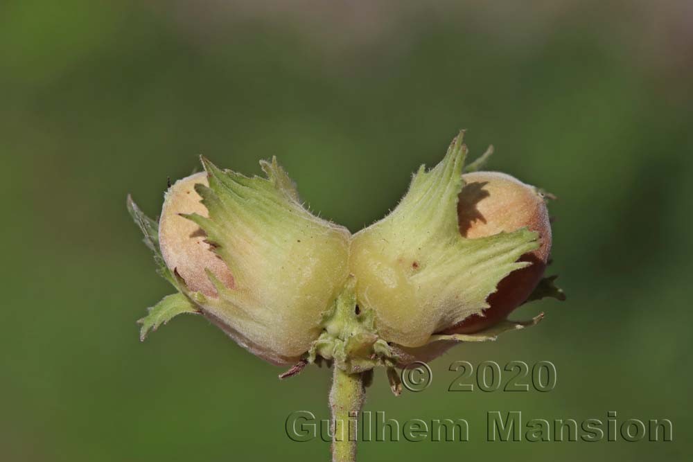 Corylus avellana