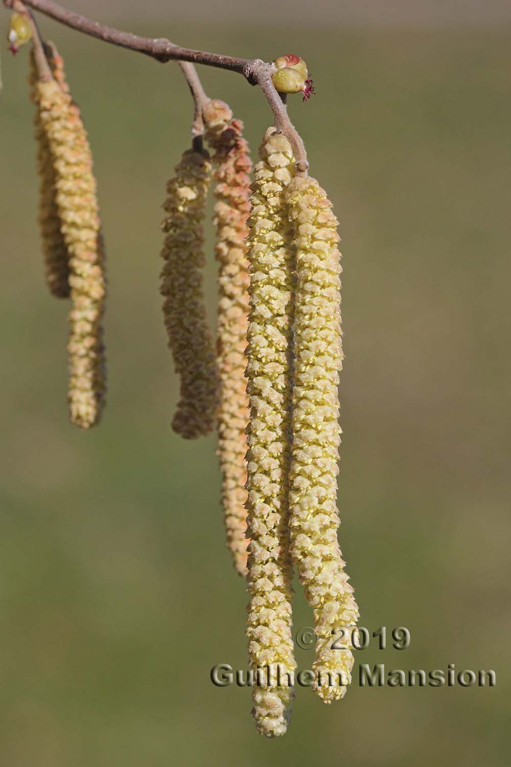 Corylus avellana