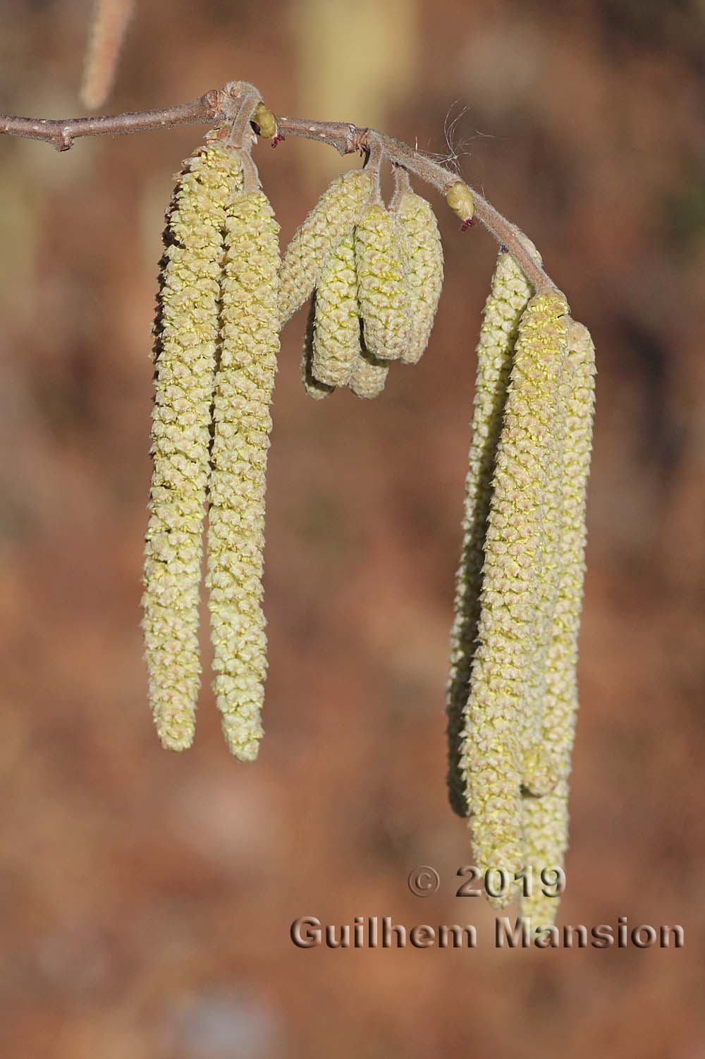 Corylus avellana