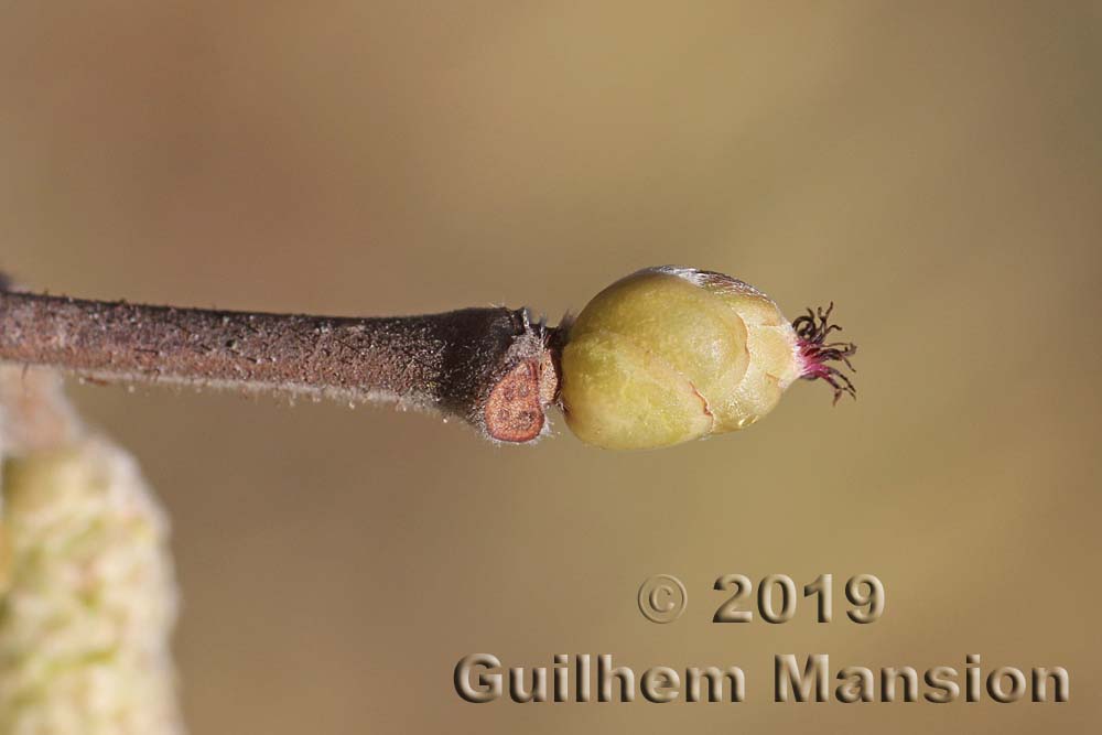 Corylus avellana