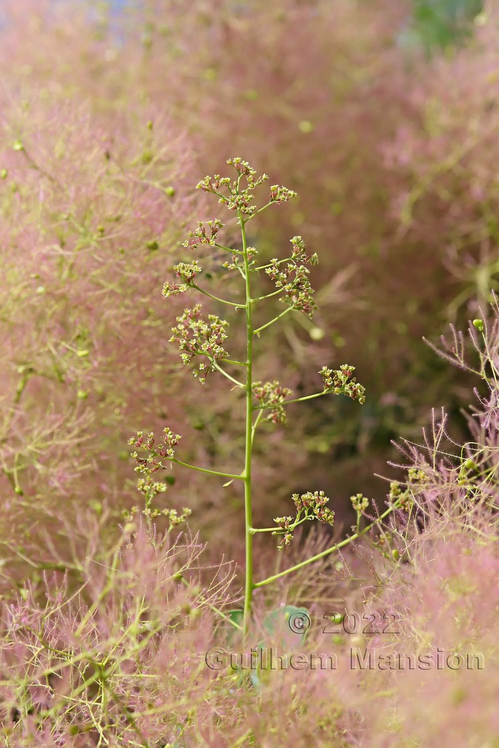 Cotinus coggygria