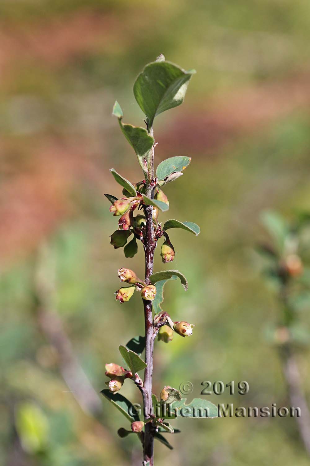 Cotoneaster integerrimus