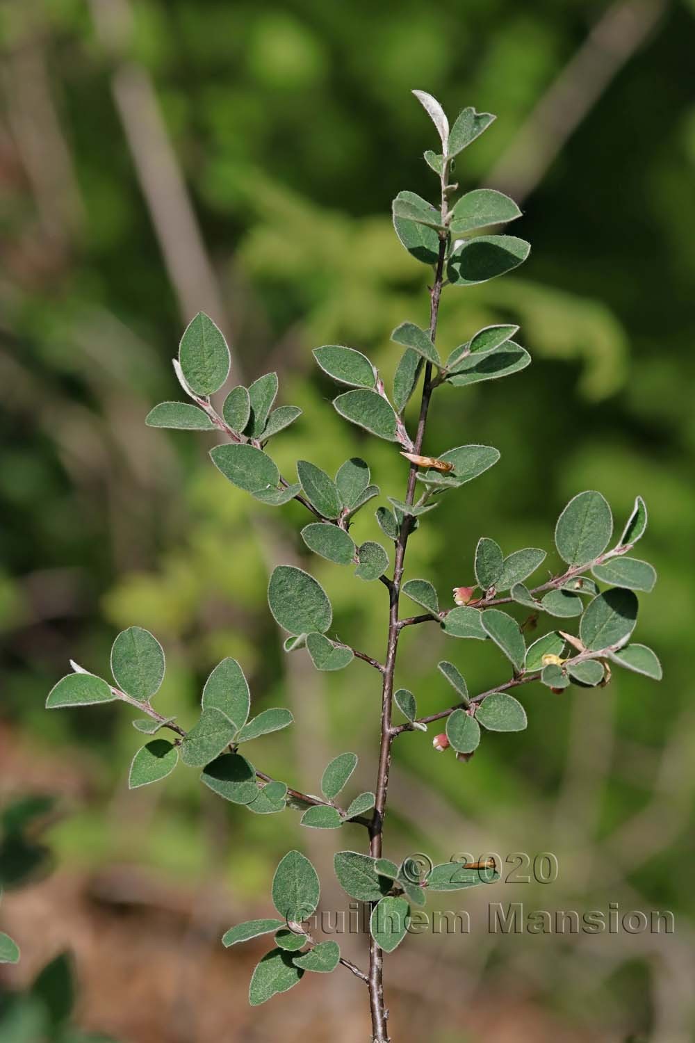 Cotoneaster integerrimus