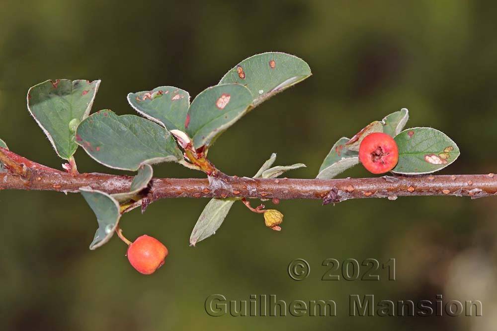 Cotoneaster integerrimus