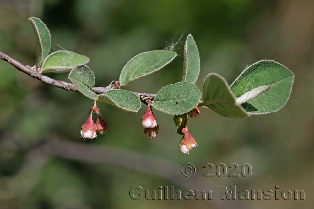 Cotoneaster integerrimus