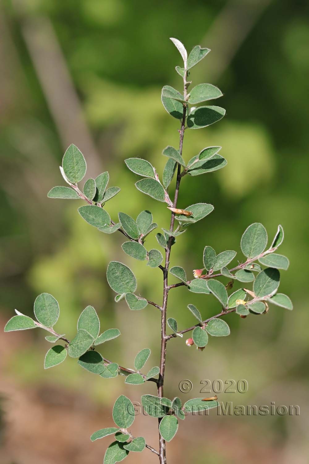 Cotoneaster integerrimus