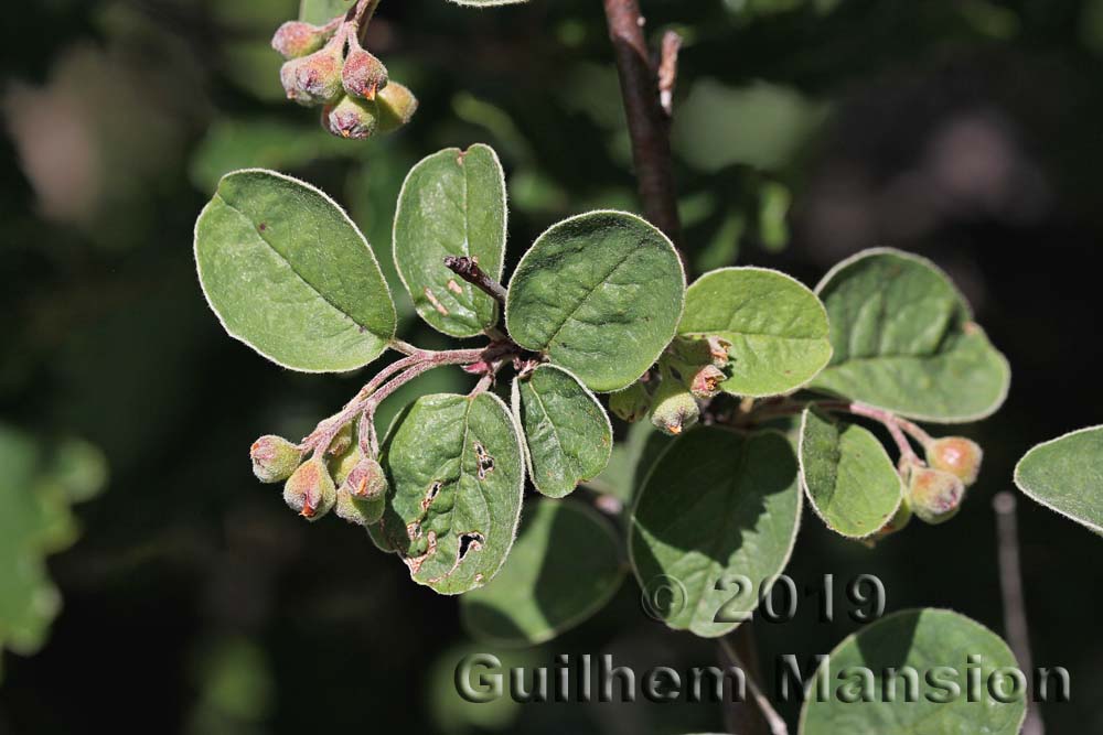 Cotoneaster tomentosus