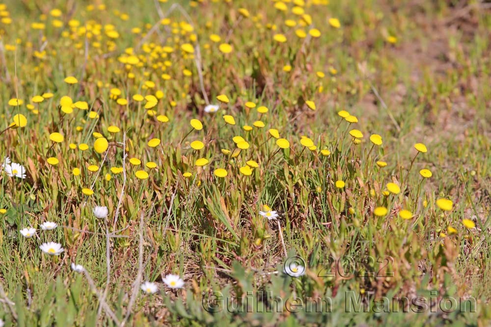 Cotula coronopifolia