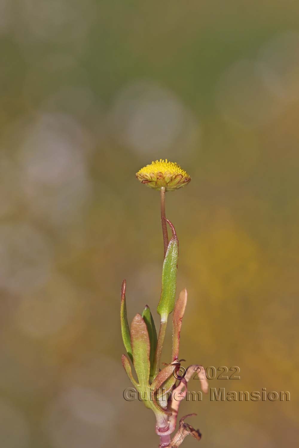 Cotula coronopifolia