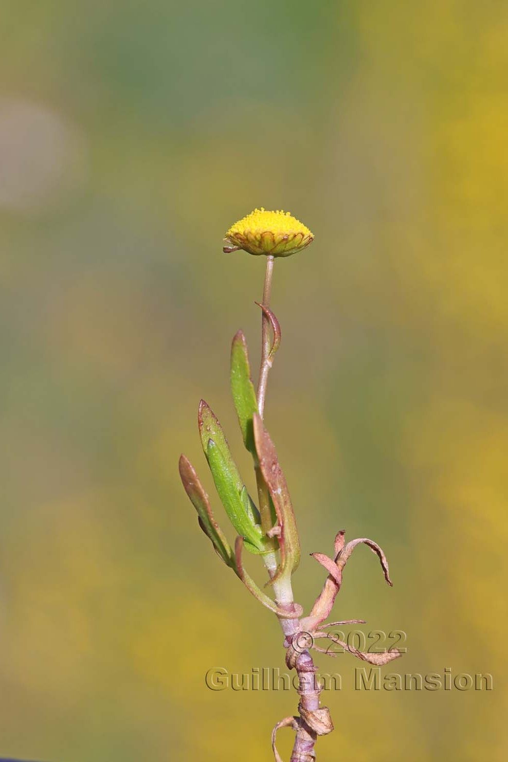 Cotula coronopifolia