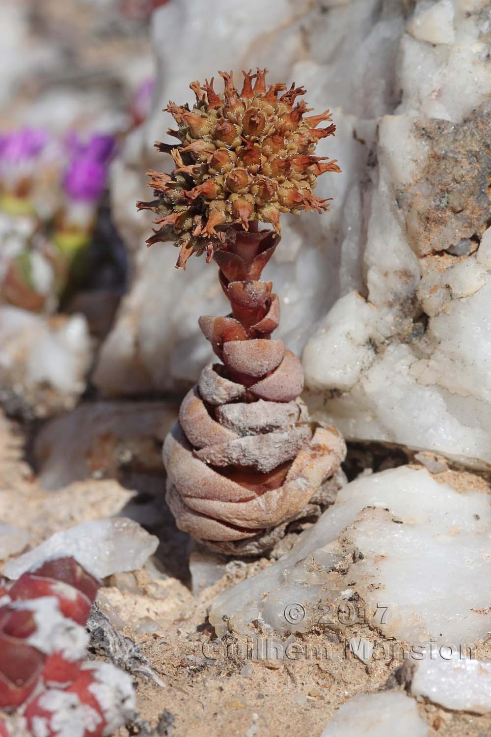 Crassula columnaris subsp. prolifera