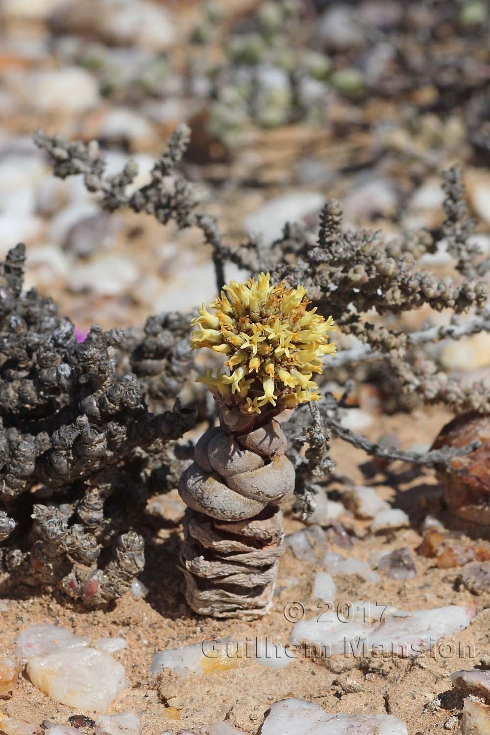 Crassula columnaris subsp. prolifera