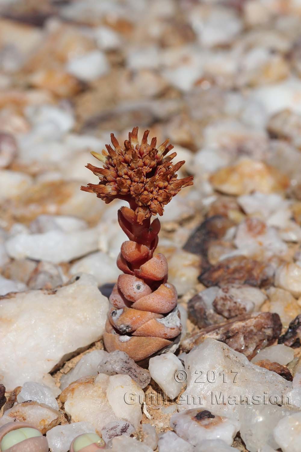 Crassula columnaris subsp. prolifera