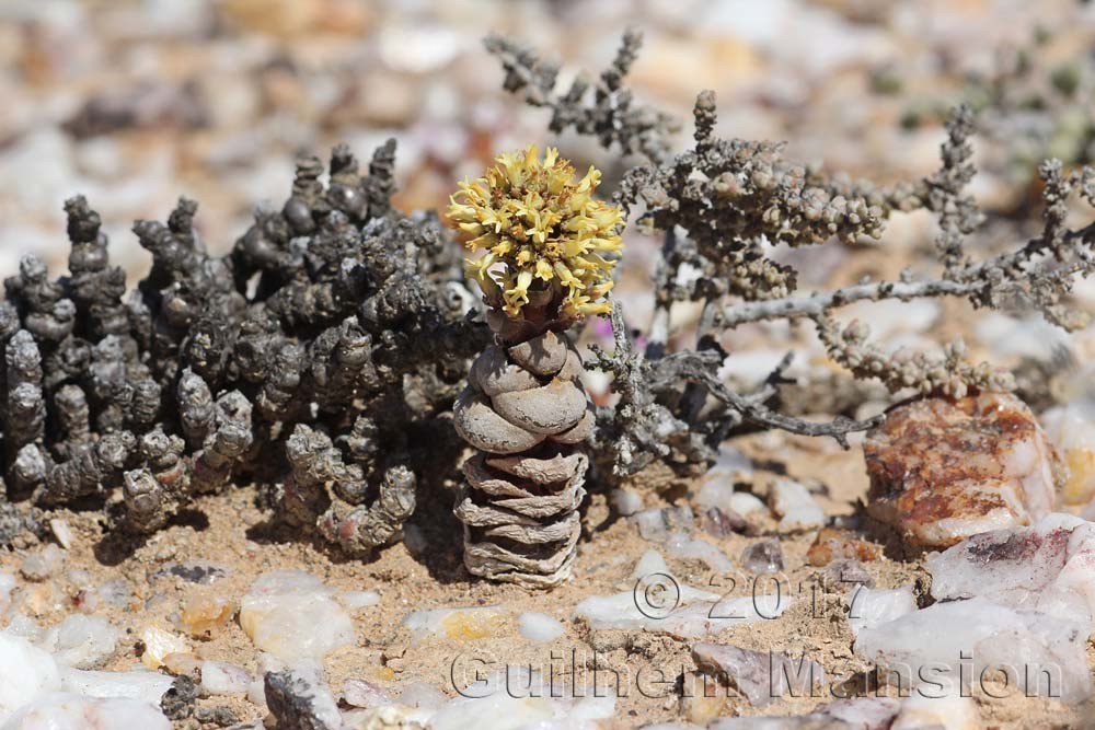 Crassula columnaris subsp. prolifera