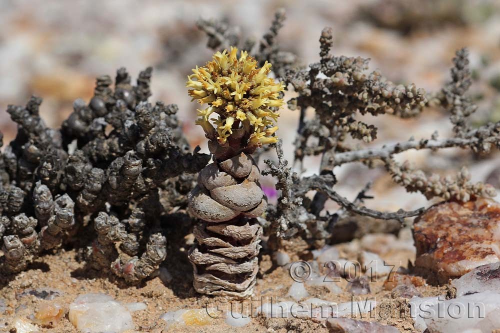 Crassula columnaris subsp. prolifera