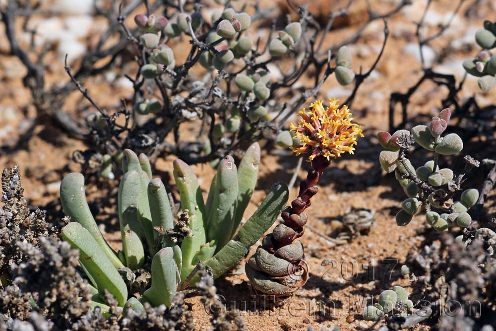 Crassula columnaris subsp. prolifera