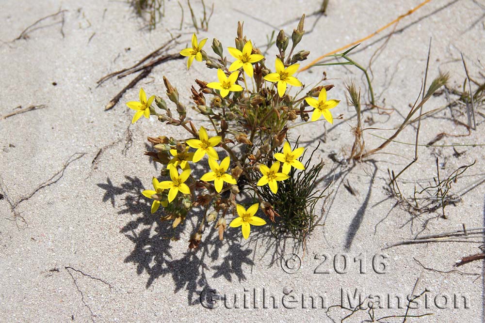 Crassula dichotoma