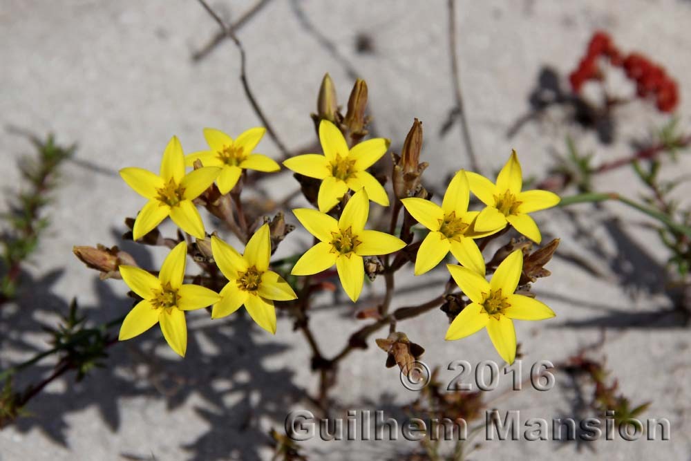 Famille - Crassulaceae