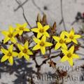 Famille - Crassulaceae