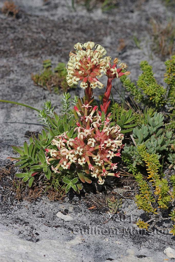 Crassula fascicularis