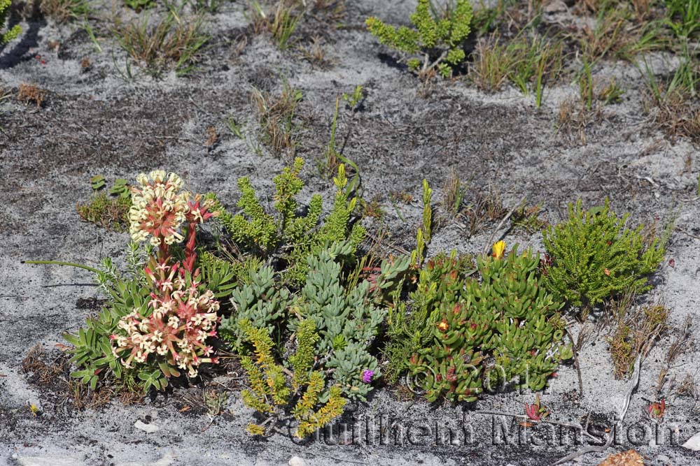 Crassula fascicularis