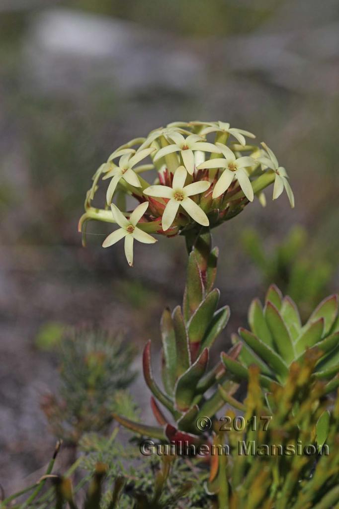 Crassula fascicularis