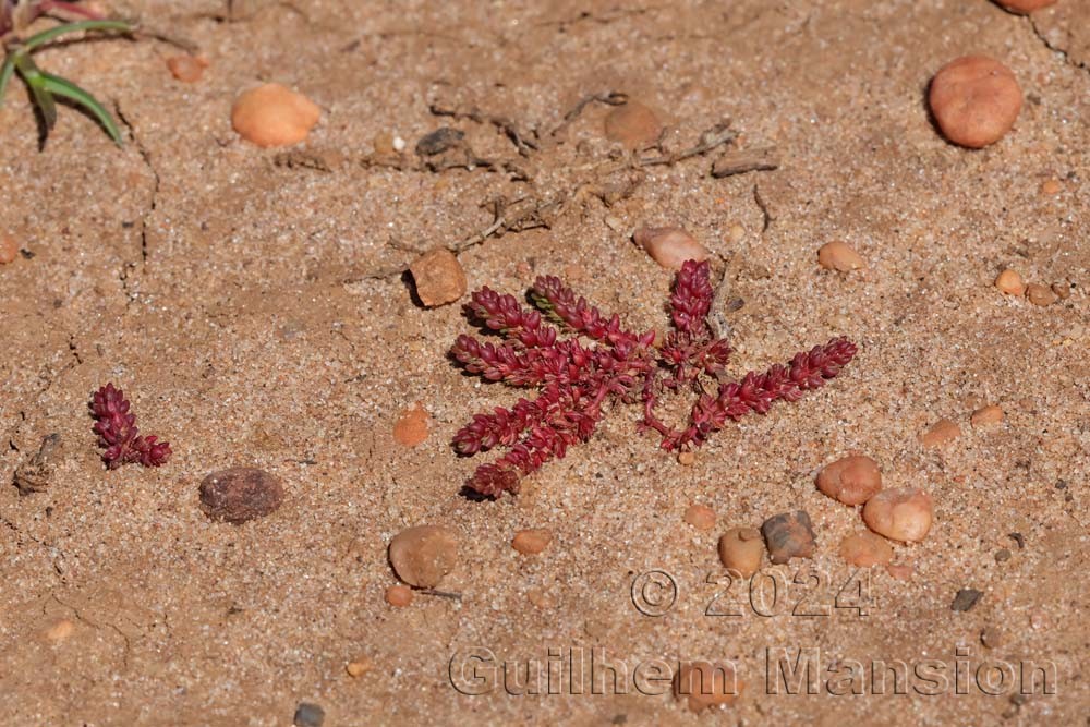 Crassula tillaea