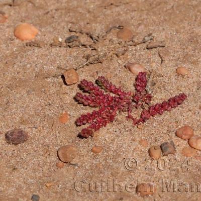 Crassula tillaea