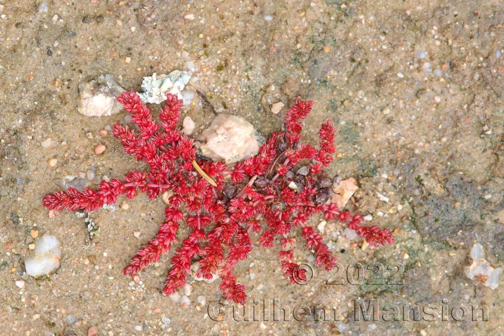 Crassula tillaea