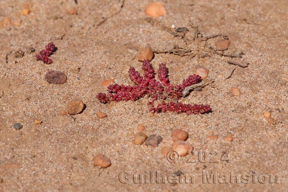 Crassula tillaea