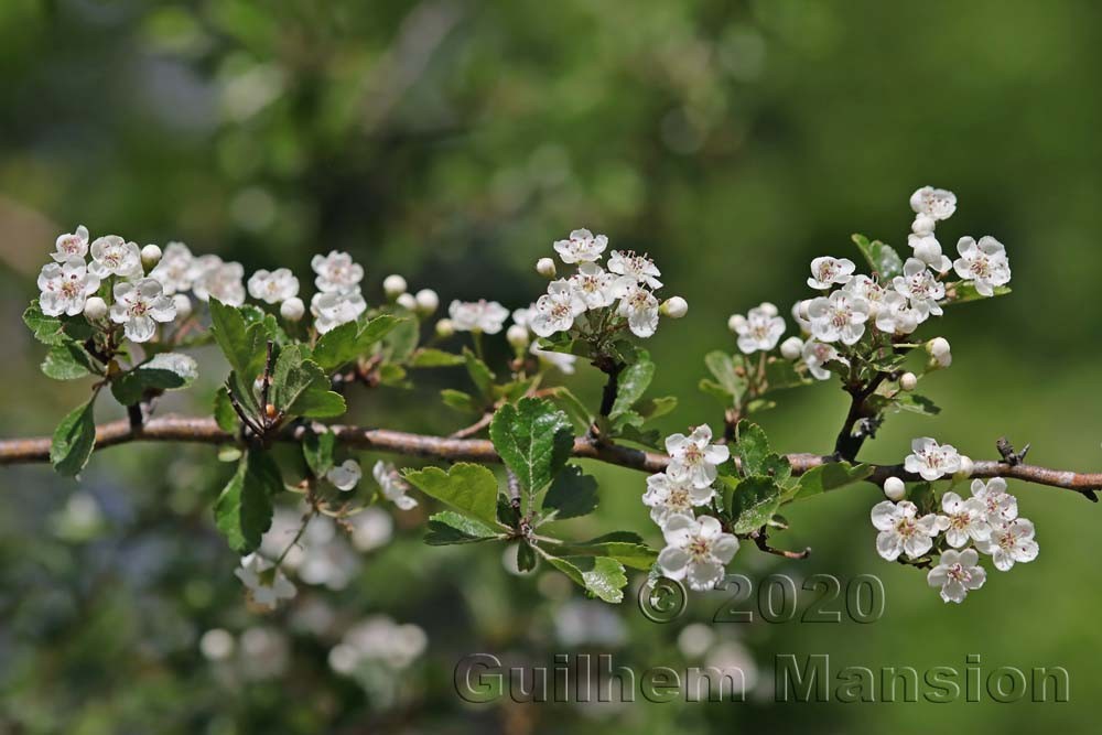 Crataegus laevigata