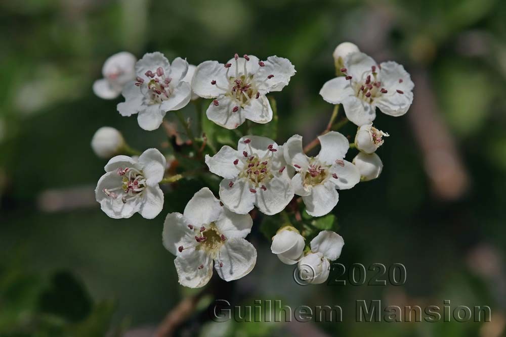 Crataegus laevigata