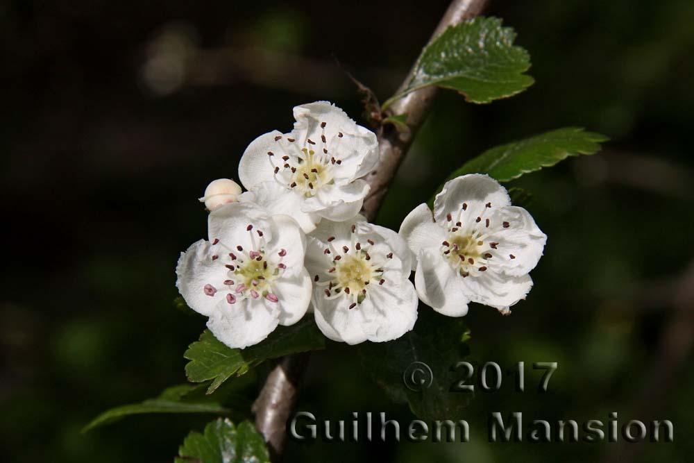 Crataegus laevigata