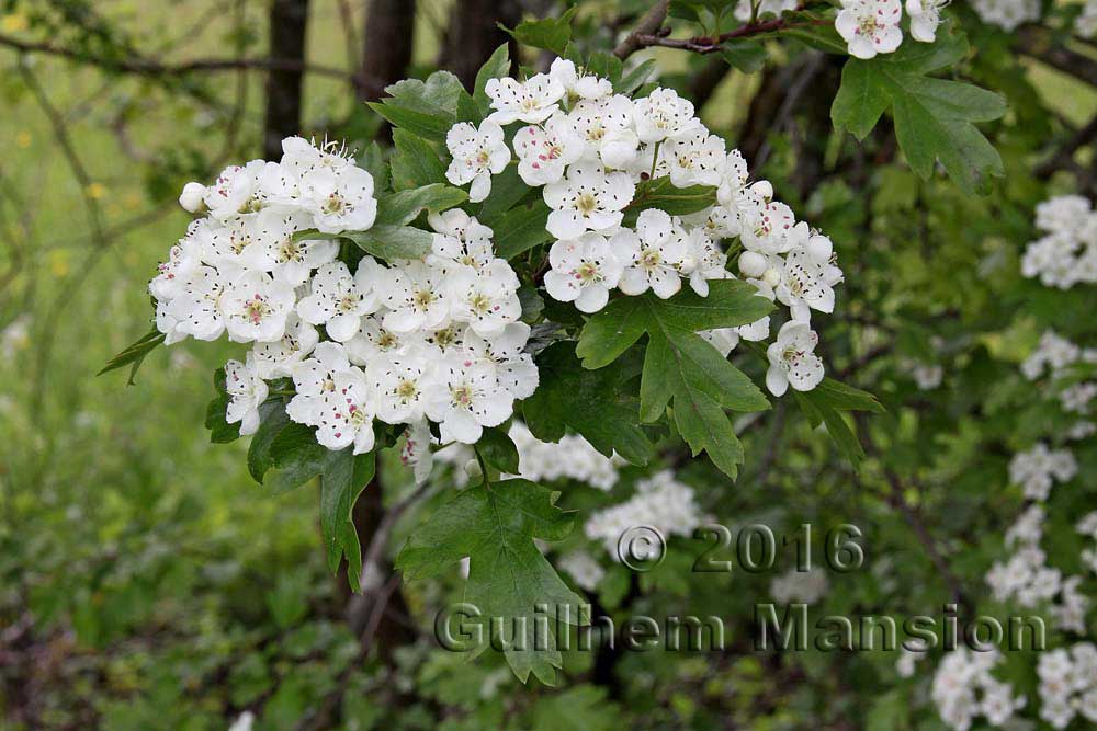 Crataegus monogyna