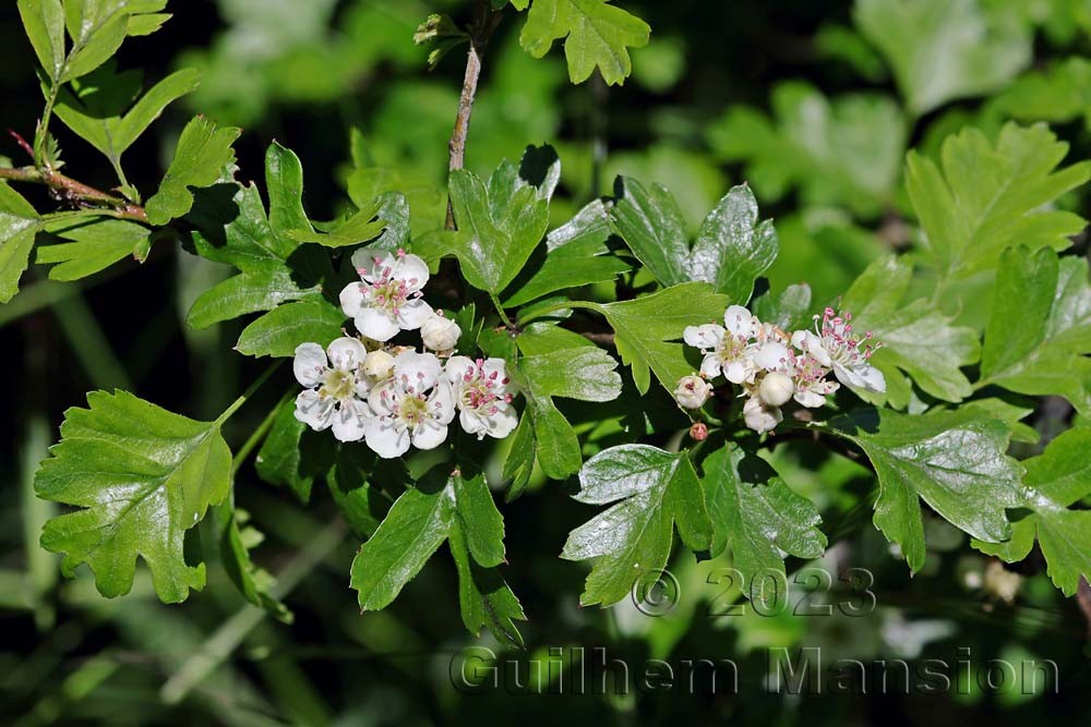 Crataegus monogyna