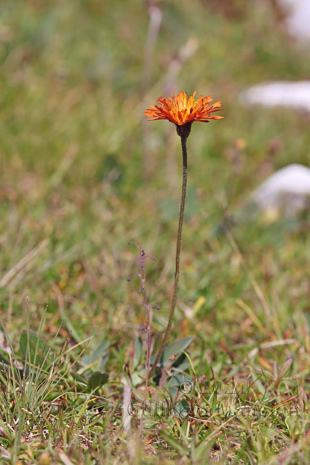 Crepis aurea