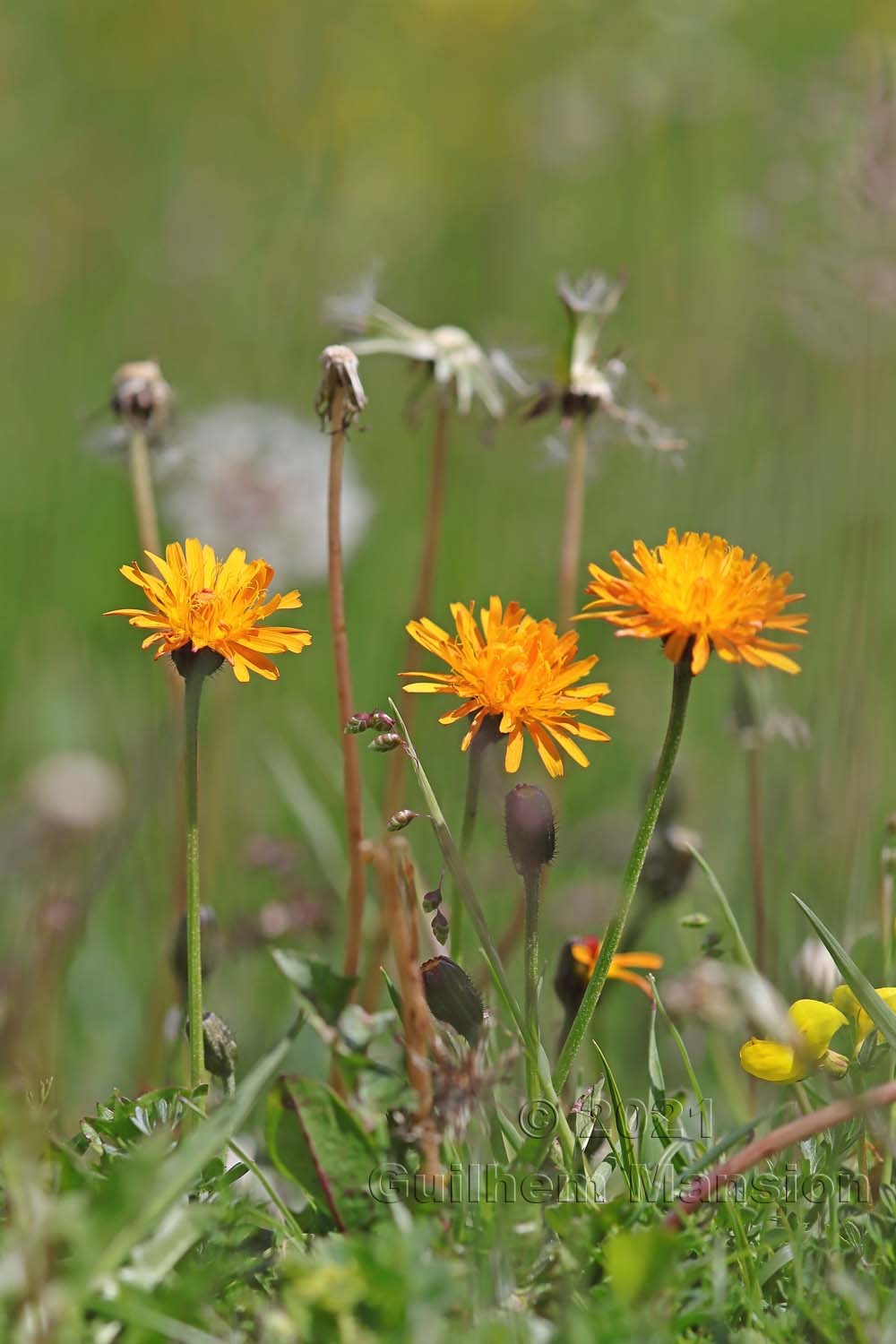 Crepis aurea