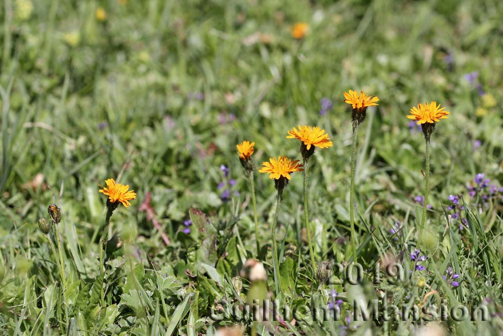 Crepis aurea