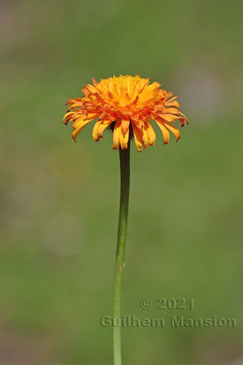 Crepis aurea