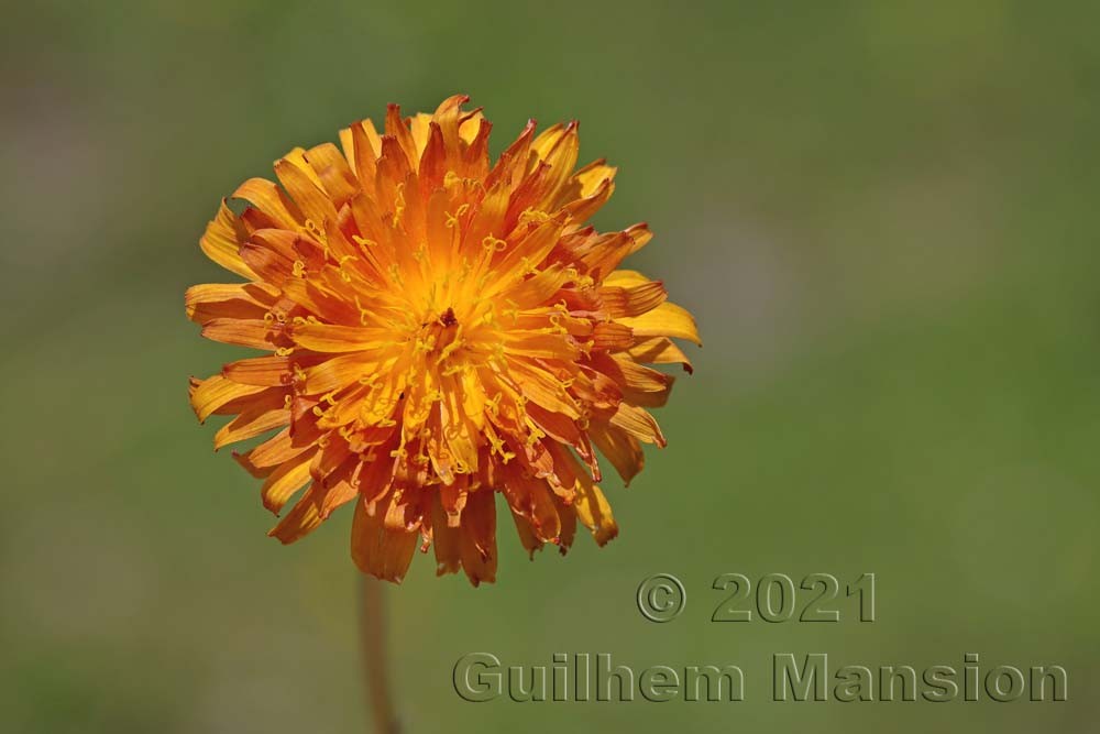 Crepis aurea