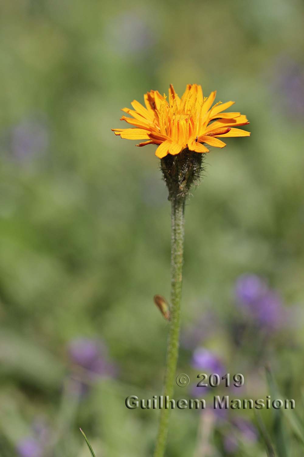 Crepis aurea