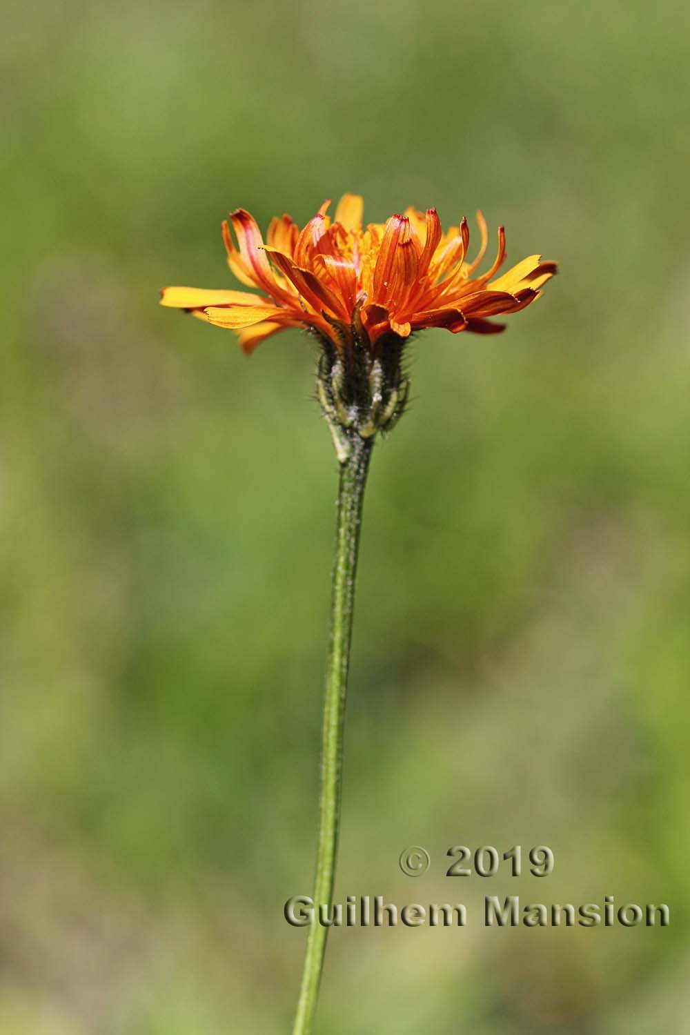 Crepis aurea