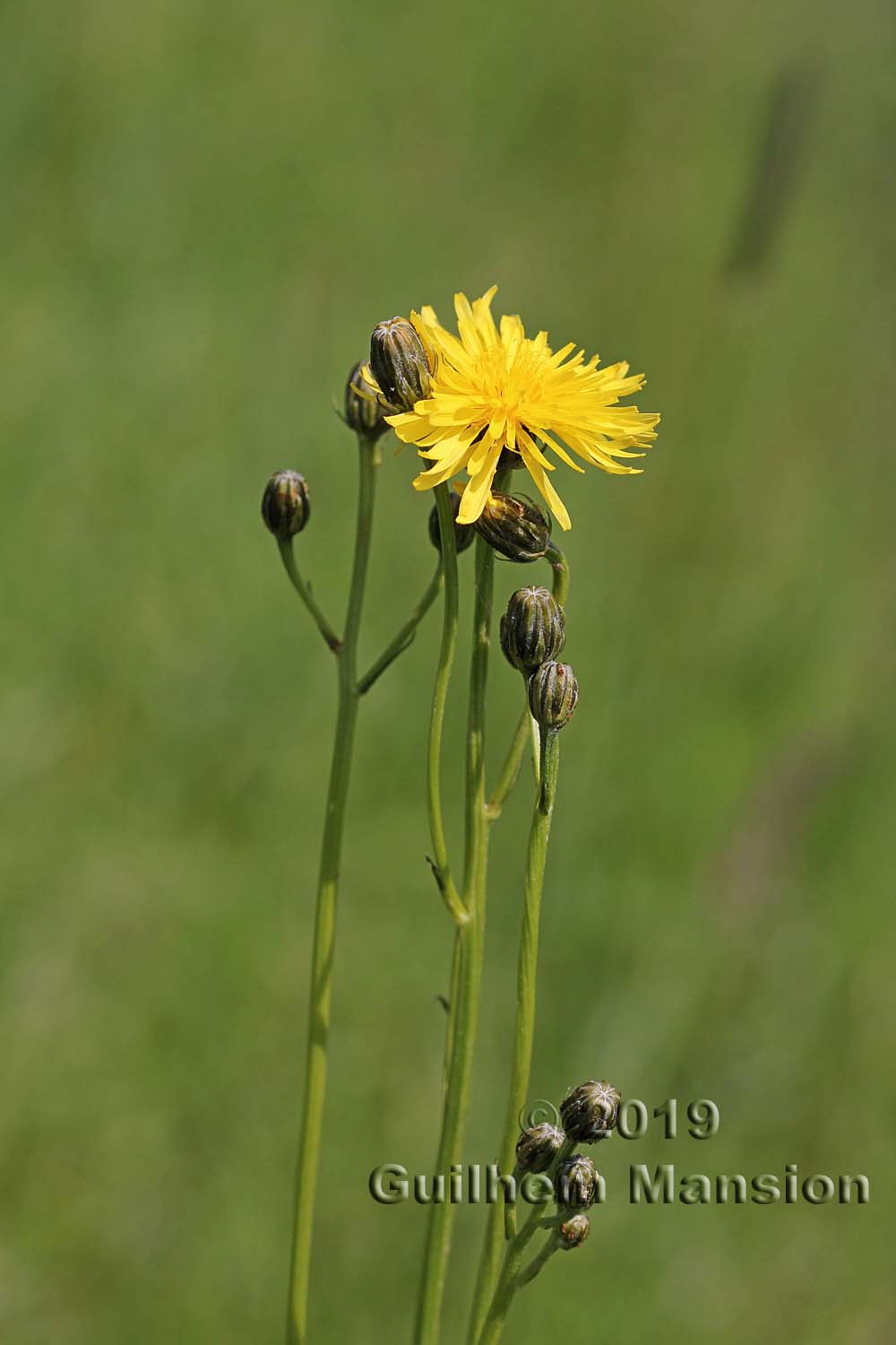 Crepis biennis