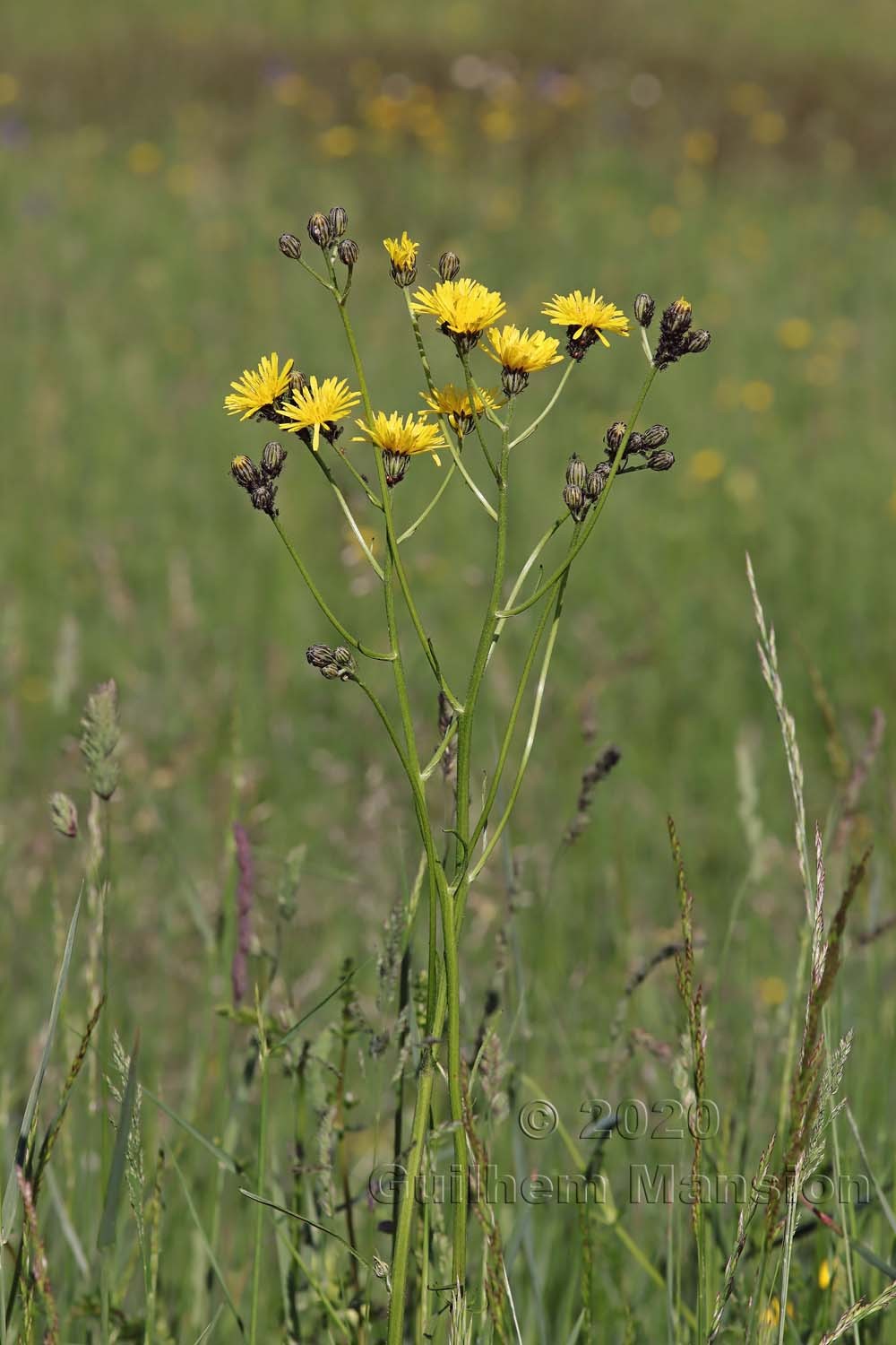 Crepis biennis