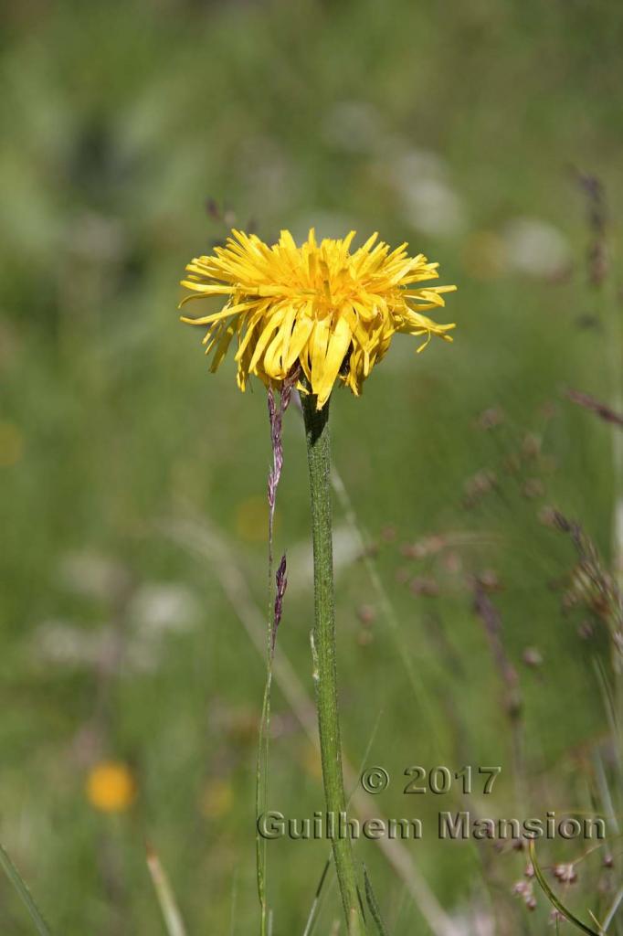 Crepis bocconei