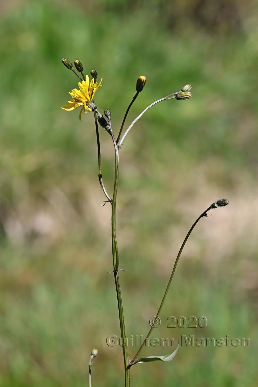 Crepis paludosa