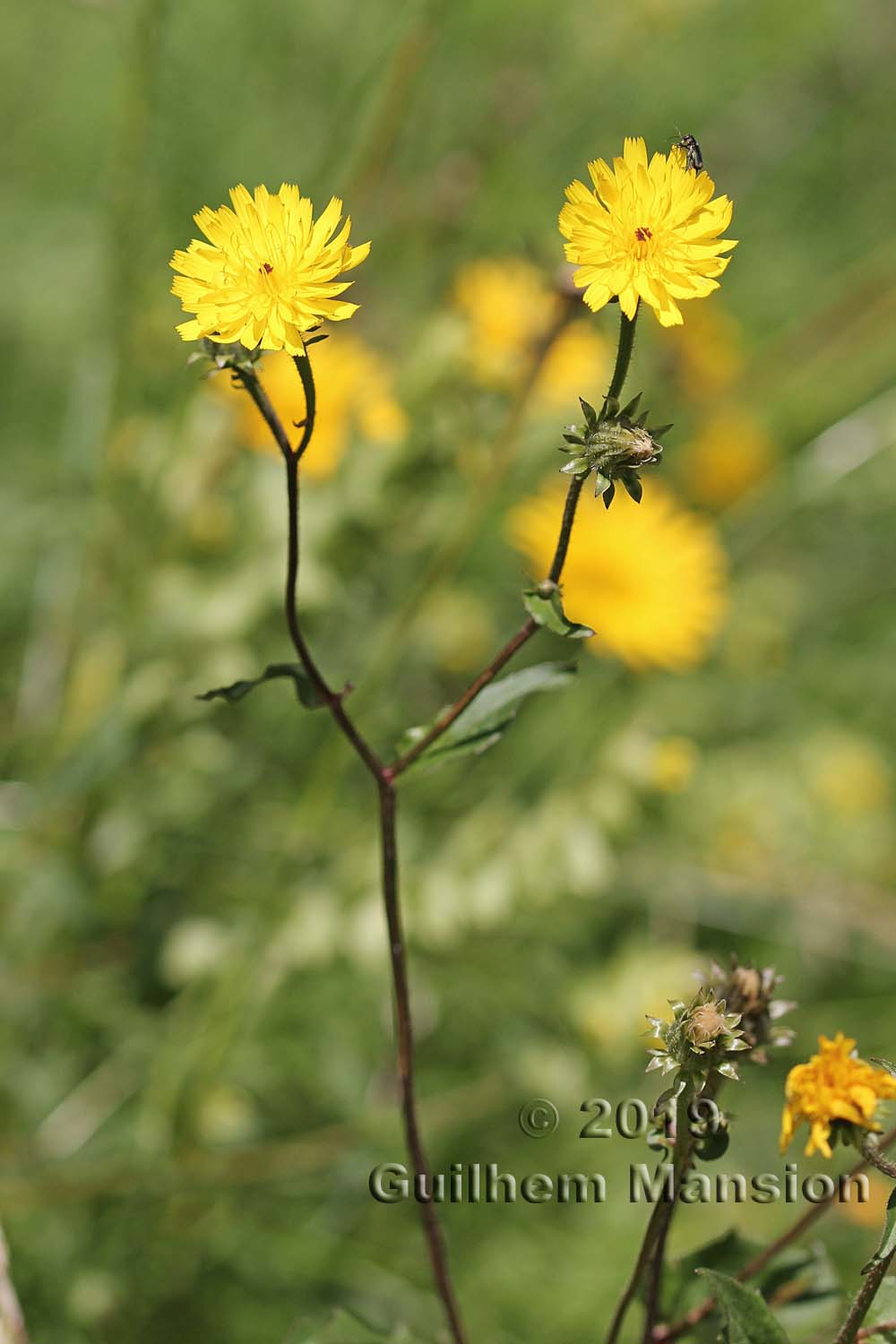 Crepis paludosa