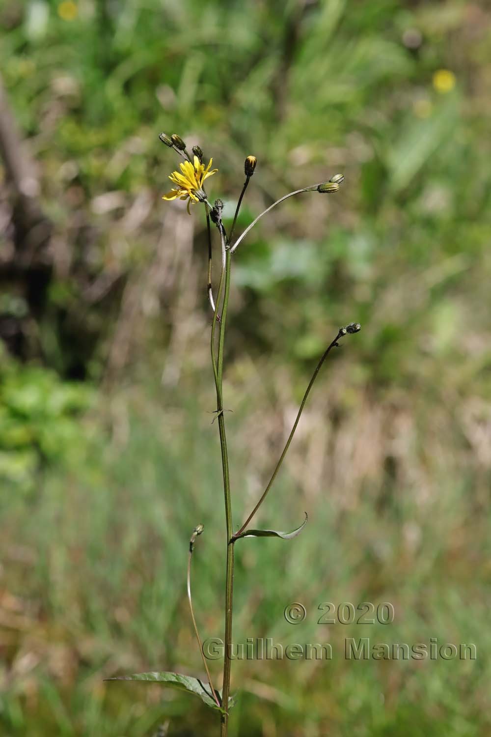 Crepis paludosa